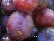prunes